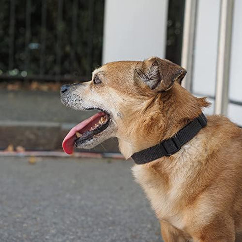Basic Adjustable Black Dog Collar with Breathable Quick Release Nylon for Small Medium Large Dogs Boy
