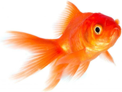 Wallmonkeys Goldfish Wall Decal, Peel and Stick Graphic WM56354 (18 in W x 13 in H)