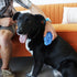 KONG Zoom Groom Dog Brush - Blue, Groom and Massage While Removing Loose Hair