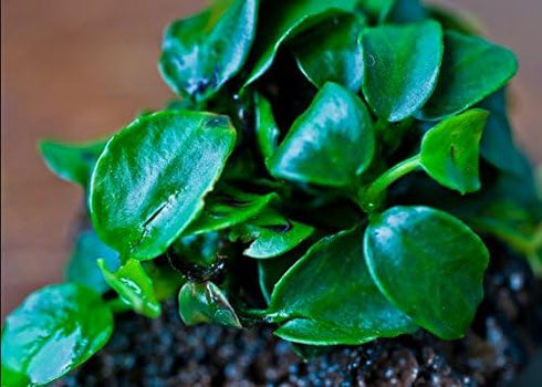 (Anubias Nana Petite Lava Stone) Anubias, Java Fern, Moss and More! Freshwater Live Aquarium Plants on Driftwood