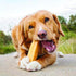 Chewy Natural Himalayan Goodness Dog Chew, 2 oz Travel Size
