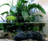 2 Inch Live Aquarium Peace Lily Plant (Spathiphyllum Wallisii) - Pot