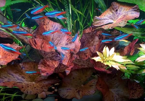 Big Kahuna Aquatics 3X Bulbs Tiger Lotus Nymphaea Tiger Lotus Easy Live Aquarium Plants for Aquatic Freshwater Fish
