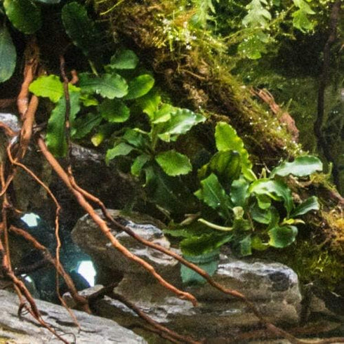 TruBlu Supply 2 1 Bucephalandra Various Rhizomes Buce Live Aquarium Plant Freshwater - Buy Get