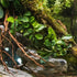 TruBlu Supply 2 1 Bucephalandra Various Rhizomes Buce Live Aquarium Plant Freshwater - Buy Get