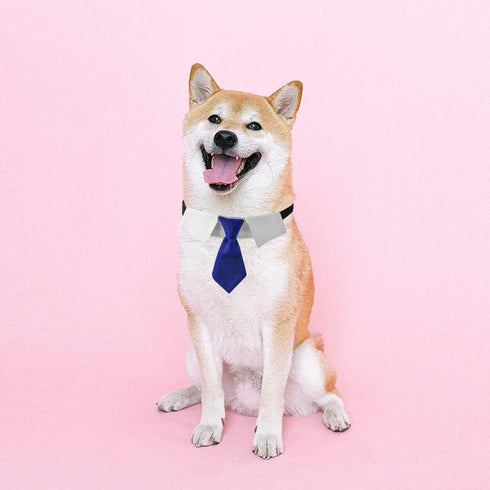 Dog Collar with Soft Polyester Bow Tie, Metal Buckle for Medium, Large & Small Dogs, Blue/White