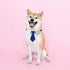 Dog Collar with Soft Polyester Bow Tie, Metal Buckle for Medium, Large & Small Dogs, Blue/White