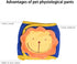 Mummumi Dog Diaper, Male Dog Belly Bands Physiological Pants Washable Reusable Soft Puppy Nappies Wraps for Small Dogs