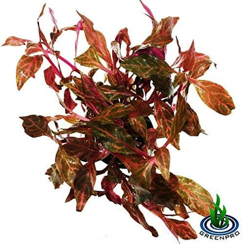 (Alternanthera Reineckii VAR. Rosanervig) Greenpro Alternanthera Reineckii Potted Live Aquarium Plants Easy Super Red