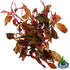 (Alternanthera Reineckii VAR. Rosanervig) Greenpro Alternanthera Reineckii Potted Live Aquarium Plants Easy Super Red