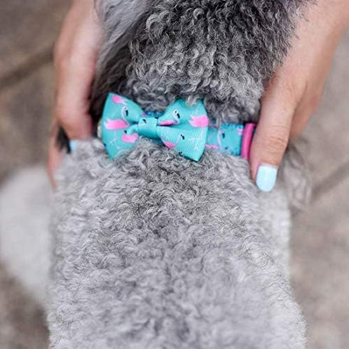 azuza Bowtie Dog Collar - Soft & Comfy Dog Collar with Bow, Fun Patterns & Bright Color for Small Dogs