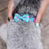 azuza Bowtie Dog Collar - Soft & Comfy Dog Collar with Bow, Fun Patterns & Bright Color for Small Dogs