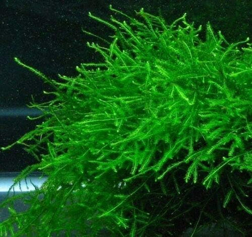 TruBlu Supply Java Moss Live Aquarium Beginner Plant Tank Planted Golf Ball Size Portion