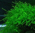 TruBlu Supply Java Moss Live Aquarium Beginner Plant Tank Planted Golf Ball Size Portion