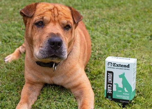 Extend Joint Care for Dogs - Hip and Joint Supplement Powder, Glucosamine for Joint Pain Relief