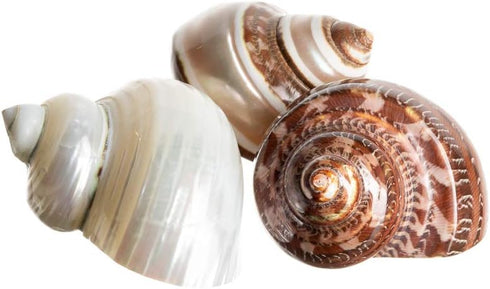 Hermit Crab Shells | Turbo Shells, 1 Brown, 1 Banded, 1 White Pearlized, 1.75"-2" for Décor