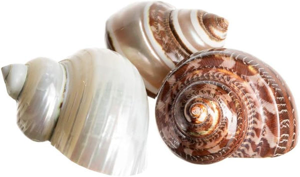 Hermit Crab Shells | Turbo Shells, 1 Brown, 1 Banded, 1 White Pearlized, 1.75"-2" for Décor