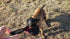 Dingo Gear Dog Tug Ball, 4" for Strong Tugger, Bite Training, Fun, Red S02780