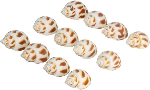 12 3/4"- 2" Hermit Crab Shells | Turbo Shells | Babylonia Aerolata Turbo Shells | Hermit Crab House for Dcor | Plus