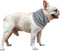 NACOCO 2 Pcs Dog Instant Cooling Scarf - Summer Pet Bandana for Bulldog (Gray, M)