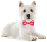 azuza Bowtie Dog Collar, Soft & Comfy Collar with Bow, Fun Patterns & Bright Color for Large Dogs