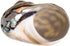 2.5"-3" Hermit Crab Shells | Turbo Shells | African Sarmaticus Turbo Shell | Hermit Crab House for Dcor | Plus Free
