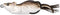 Generic Fishing Lure Mouse Topwater Mhb Hollow Body 3/8 or 1oz Color 1oz
