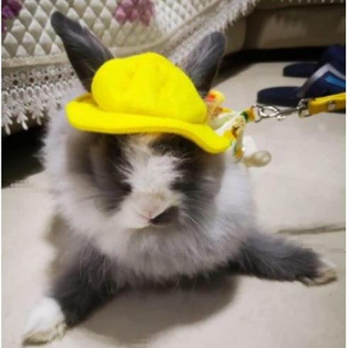 ANIAC Funny Cat Hat for Cat XXS Dog Sun Hat with Ears Hole Rabbit Outfit for Bunny Mini Sombrero Puppy Hat Party Costume Head Accessories for Kitten Kitty Small Breeds (Yellow)