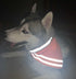 Reflective Dog Bandana Safety Scarf, 2 Pack Orange Dog Reflective Gear
