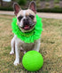 Jolly Pets 6 Inch Medium Soccer Ball, Floating Bouncing Dog Toy in Apple Green