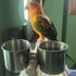 Parrot Feeding Cups - Stainless Steel Hanging Bowls for Small and Medium Birdcage Accessories