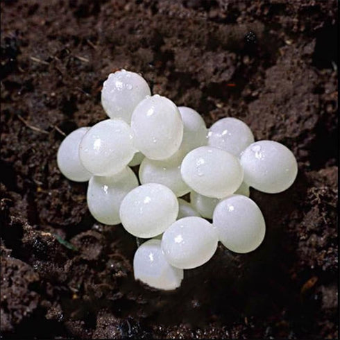 Generic 20- Snail Egg Incubation Kit + 50g Snail Feed