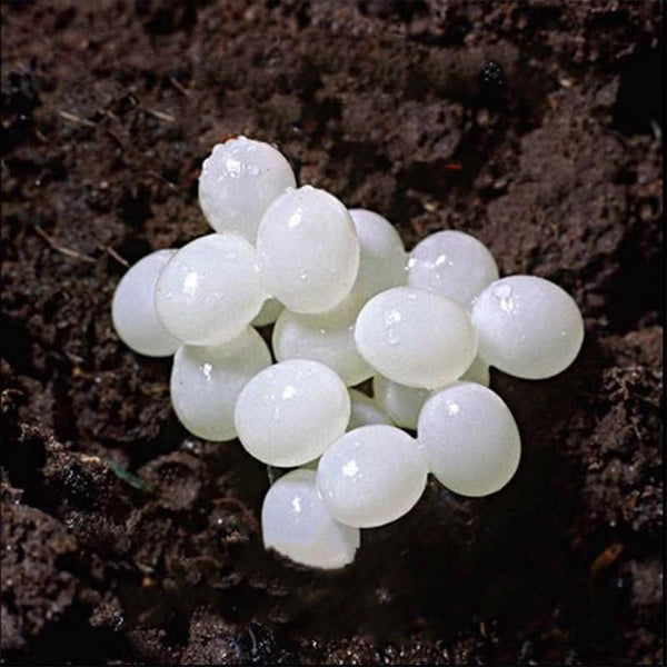 Generic 20- Snail Egg Incubation Kit + 50g Snail Feed