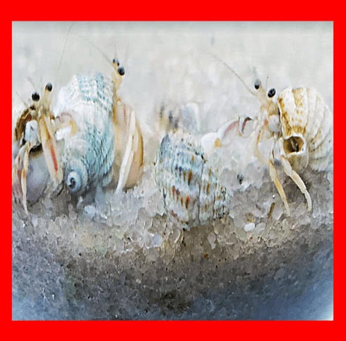 Generic 10+ Live Small Marine White-Legged Hermit Crabs Reef Safe Algae Eaters &