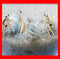 Generic 10+ Live Small Marine White-Legged Hermit Crabs Reef Safe Algae Eaters &