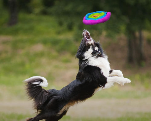 Duraplush Large Soft Flyer, Squeakerless Eco-Friendly Durable Toy for Dogs, Perfect for Fetch and Tug-of-War, Made in