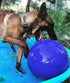Jolly Pets 14 Inch Push-n-Play Ball Dog Toy - Extra-Large Blue Toy for All Breed Sizes
