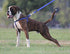 Reflective Adjustable Dog Step-in Harness, Black, for Extra Large Dogs; matching collar and leash available