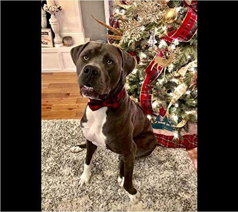 Unique Style Paws Cotton Dog Collar with Bow, Black Red Plaid for Small Medium Large Dogs