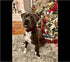Unique Style Paws Cotton Dog Collar with Bow, Black Red Plaid for Small Medium Large Dogs