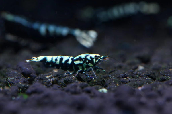 SF Aquatic 10 Black Galaxy Shrimps Caridina Taiwanese Bee. Live Freshwater Shrimps