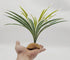Reptile Terrarium Decor - Bearded Dragon Tank Accessories, Spider Plants for Crested Gecko, Leopard Lizard, Chameleon
