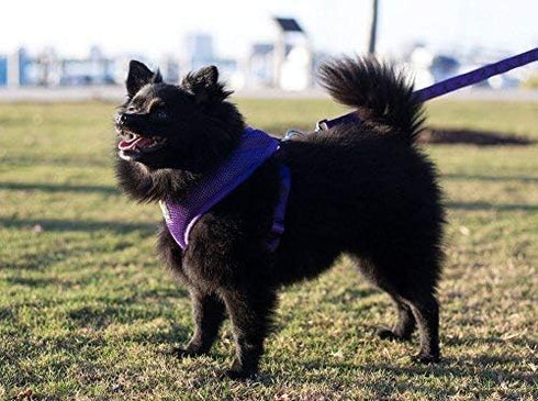EcoBark Reflective Dog Leash, 4 FT / 5 FT / 6 FT, Eco-Bright with Padded Handle for Small and Medium Dogs (Purple)