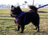 EcoBark Reflective Dog Leash, 4 FT / 5 FT / 6 FT, Eco-Bright with Padded Handle for Small and Medium Dogs (Purple)