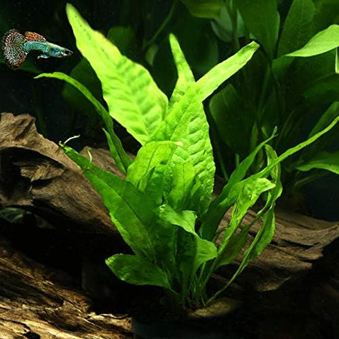 Aquatic Discounts 5-6 BUY2GET1! Java Fern Mature, Healthy, Super Easy Live Aquarium Plant in. Great for Betta Guppy