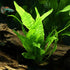 Aquatic Discounts 5-6 BUY2GET1! Java Fern Mature, Healthy, Super Easy Live Aquarium Plant in. Great for Betta Guppy