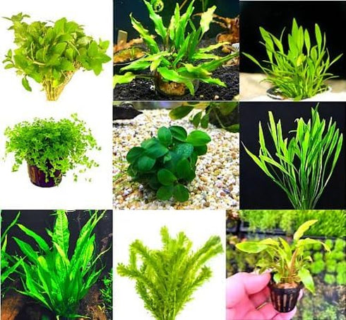 6 Premium Green Aquarium Plants Assorted Pack, Live Freshwater Plants for Natural