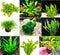 6 Premium Green Aquarium Plants Assorted Pack, Live Freshwater Plants for Natural