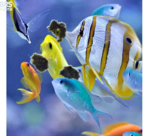 Masstick Marine Fish Food, 42 gm