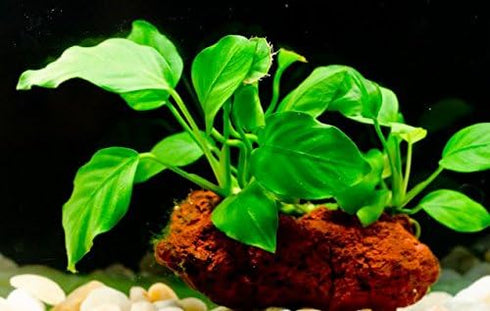 (Anubias Nana Petite Lava Stone) Anubias, Java Fern, Moss and More! Freshwater Live Aquarium Plants on Driftwood